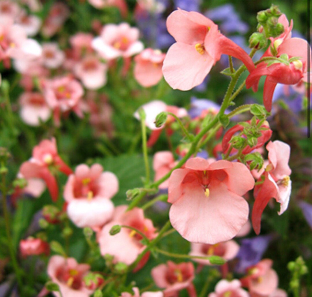 Elfensporn Rosa Topf- Ca. 10,5 Cm Diascia Hybride K Produktbild-Vorschau 12