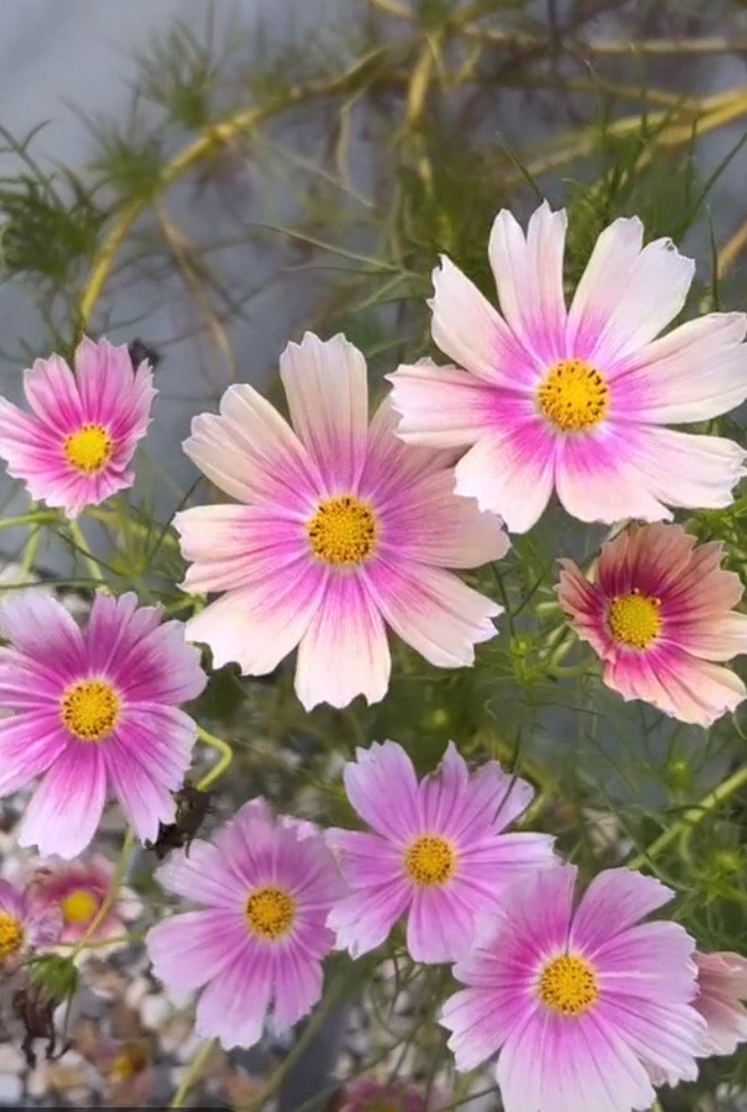 Cosmos Apricot Lemonade Cosmo Flower Seeds Heirloom NJ Grower Free Shipping Etsy