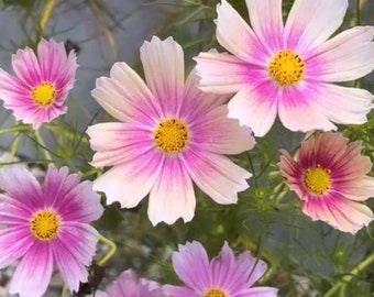 Cosmos Apricot Lemonade Cosmo Flower Seeds Heirloom NJ Grower Free Shipping