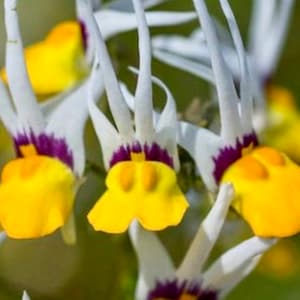 Masquerade Nemesia Cheiranthus seeds Heirloom USA NJ Grower see my store for largest selection