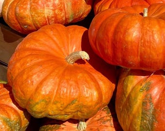Pumpkin Cinderella Pumpkin Seeds  NJ USA Heirloom Free shipping