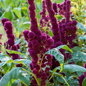 Amaranthus Elephant Head Flower Seeds Organic Heirloom NJ Grower Free Shipping