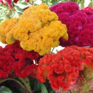 Celosia Dwarf Coral Cocksomb Seeds Heirloom Free Shipping Organic