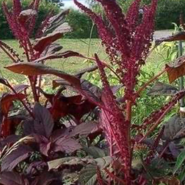 Amaranthus Velvet Curtains Flower Seeds Heirloom NJ Grower Organic Free Shipping