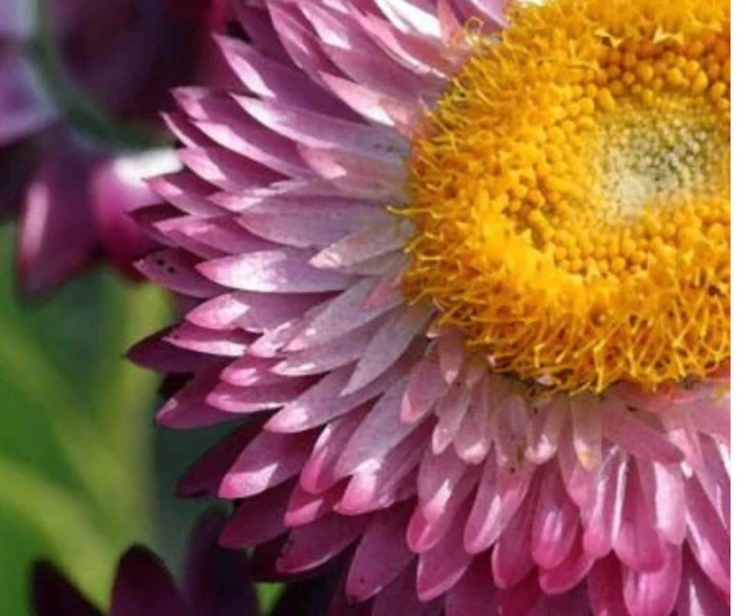 Strawflower Bright Rose Flower Seeds USA Heirloom Check My Store for