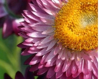 Strawflower Bright Rose Flower Seeds USA Heirloom check my store for the largest selection