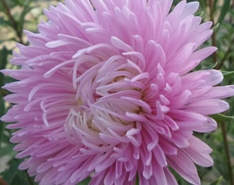 Aster Gremlin Light Rose Tall DoubleCallistephus Flower Seeds Heirloom  Free ShippingUSA NJ Seller check my store for largest select