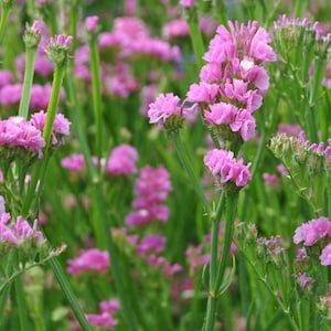 Statice Rose Flower Seeds limonium sinuatum Heirloom USA check my store for the largest selection