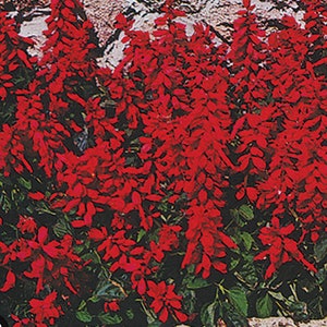 May include: A vibrant display of red salvia flowers in full bloom. The image showcases numerous tall, spiky flower clusters against a backdrop of green foliage and a textured, light-colored wall. The flowers are a deep, rich red.