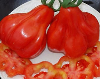 Tlacoluca Mexican Tomato Seeds NJ USA Grower Heirloom Organic NJ Seller check my store for the largest selection