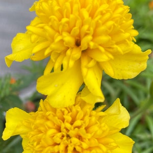 May include: Close-up of two vibrant yellow marigold flowers in full bloom. The flowers have multiple layers of ruffled petals, creating a dense, textured appearance. Green foliage provides a contrasting backdrop.