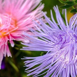 May include: Close-up of two flowers, one pink and one purple. The purple flower has long, thin petals that are arranged in a spiral pattern. The pink flower has a more rounded shape and is slightly out of focus.
