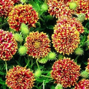 May include: A cluster of vibrant red and yellow flowers with a ruffled, layered appearance. The flowers are blooming in a lush green garden setting.
