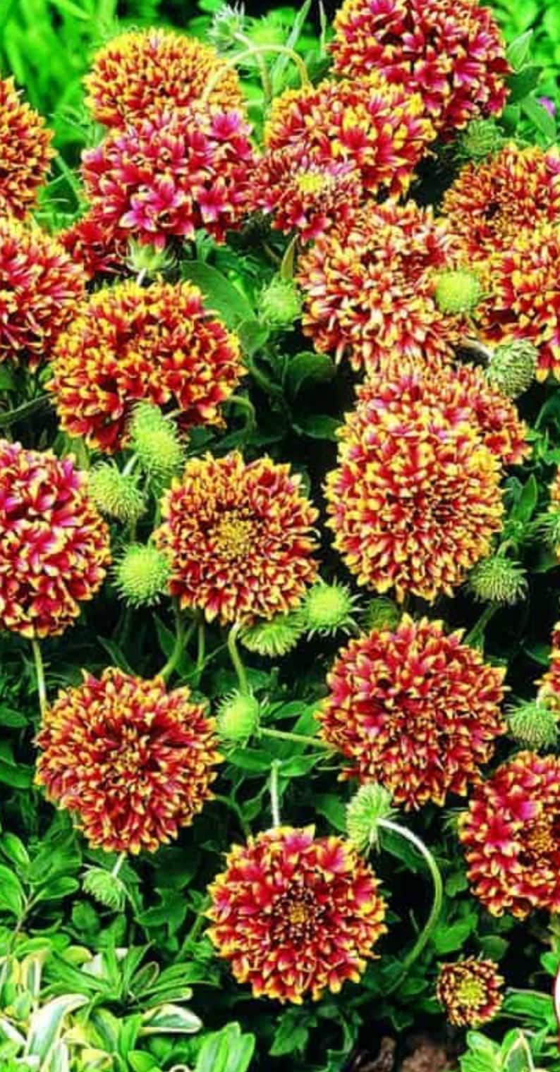 May include: A cluster of vibrant red and yellow flowers with a ruffled, layered appearance. The flowers are blooming in a lush green garden setting.
