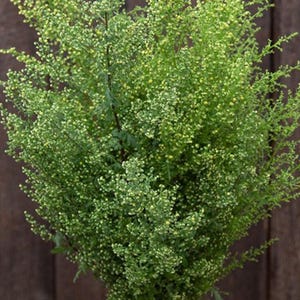 May include: A bunch of green Artemisia flowers in a clear glass vase. The flowers are arranged in a loose, natural style.