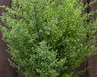 Sweet Annie Woodworm Seeds Heirloom USA NJ Grower see store for largest selection