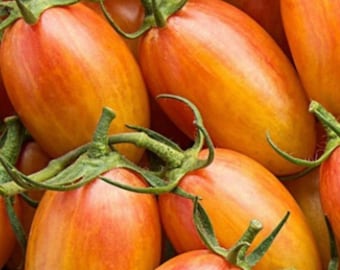 Blush Tiger Artisan Tomato Seeds NJ Grower Heirloom Organic Free Shipping