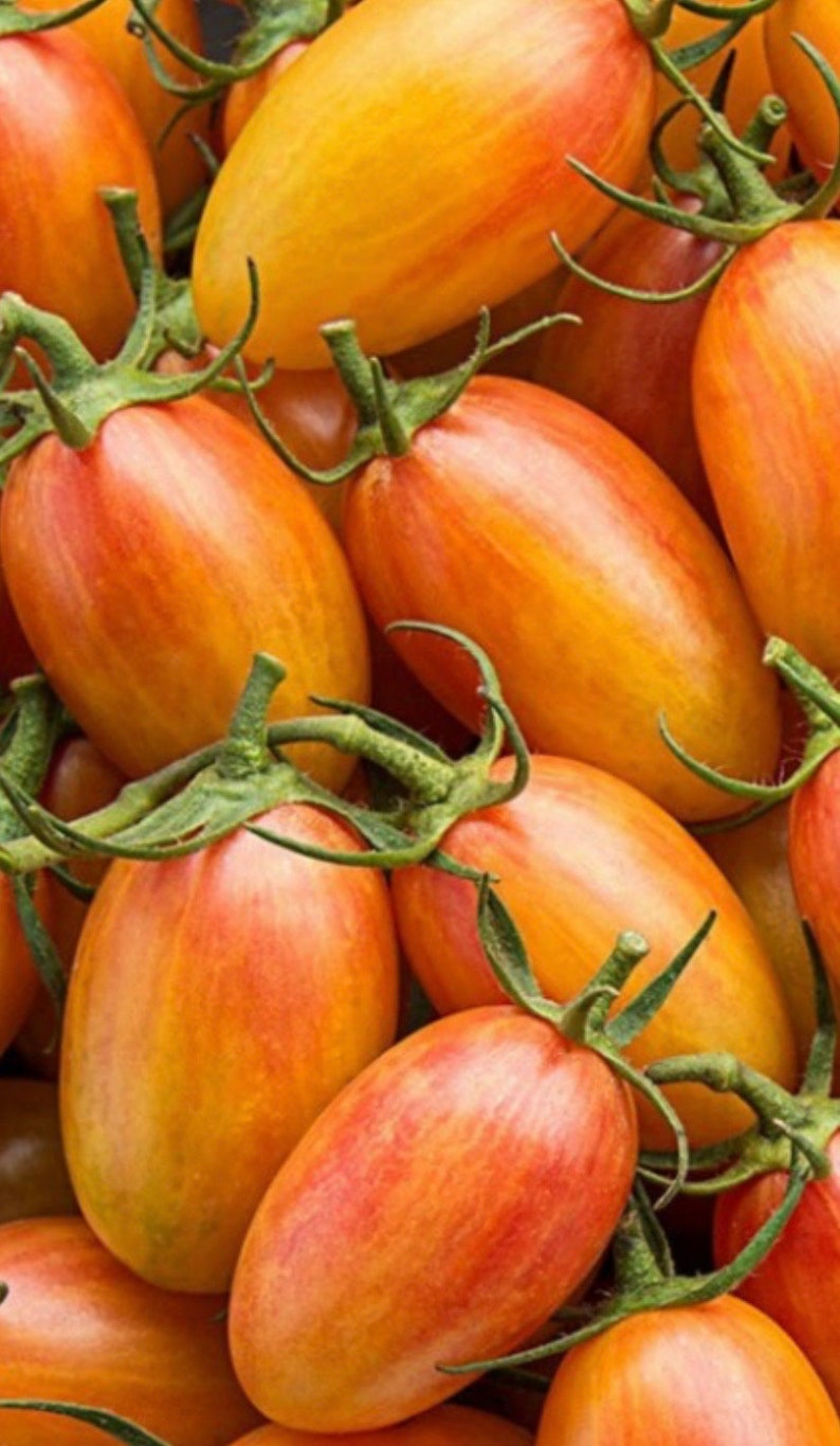 HeirloomSeedsForU Blush Tiger Tomato Seeds