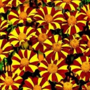 Marigold Jolly Jester court jester Marigold  USA Flower Seeds Heirloom NJ Grower see my store for largest selection