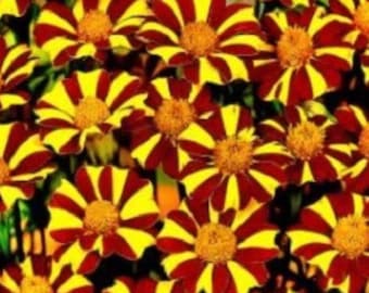 Marigold Jolly Jester court jester Marigold  USA Flower Seeds Heirloom NJ Grower see my store for largest selection