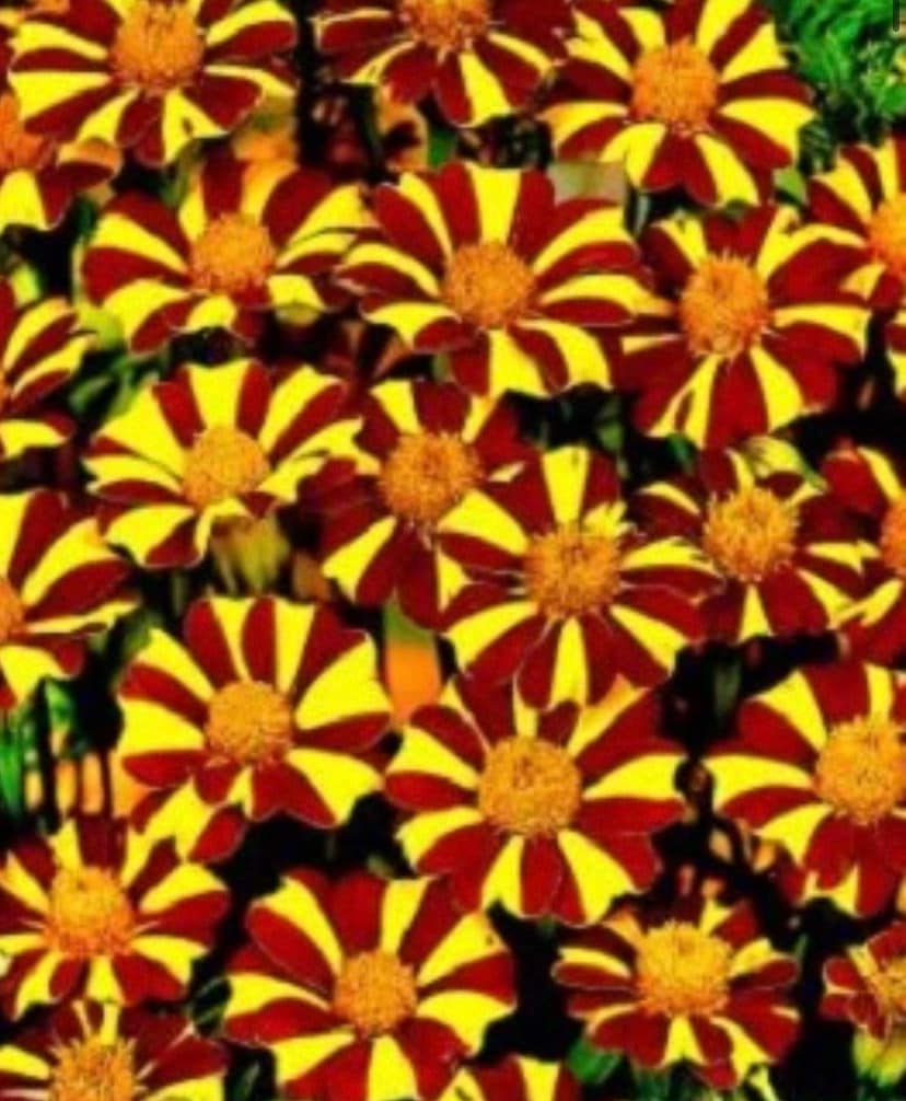 Marigold Jolly Jester Court Jester Marigold USA Flower Seeds Etsy