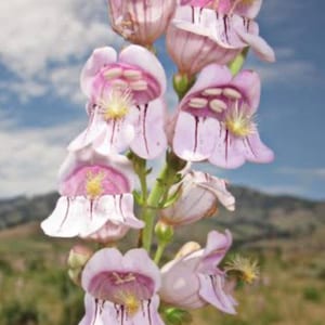 Penstemon Palmers flower Seeds Free Shipping Heirloom Organic