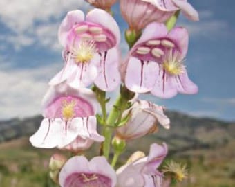 Penstemon Palmers flower Seeds Free Shipping Heirloom Organic