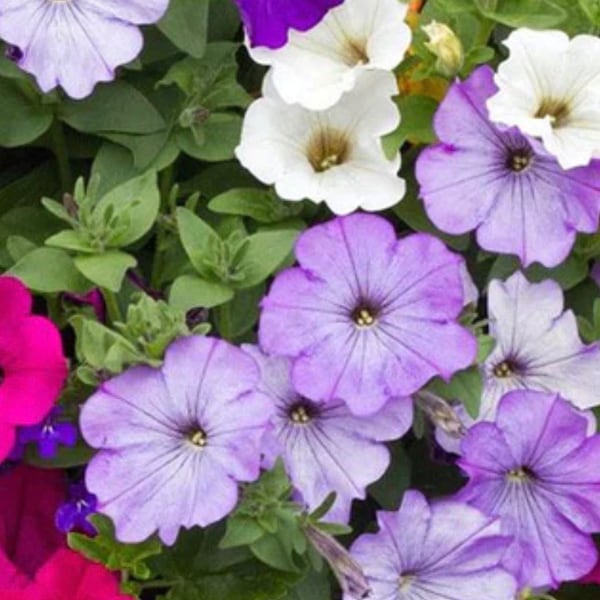 Petunia Balcony Mix Flower seeds Heirloom USA NJ Grower see my store for largest selection
