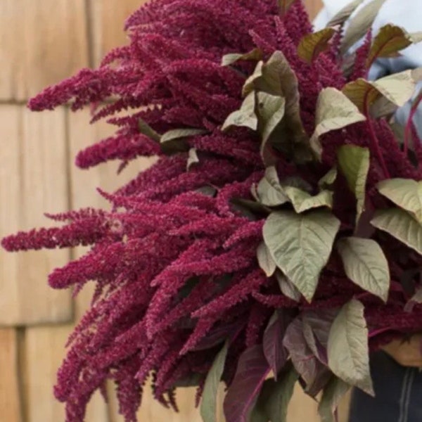 Amaranth Red Spike Amaranth Flower Seeds Heirloom NJ Grower Free Shipping