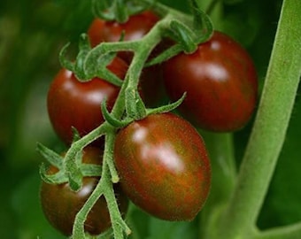 Chocolate Sprinkle Tomato Seeds NJ USA Grower Heirloom Organic check my store for the largest selection Free Shipping