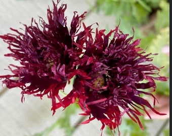 Poppy Black Swan Poppy flower seeds Heirloom USA NJ Seller check my store for the largest selection