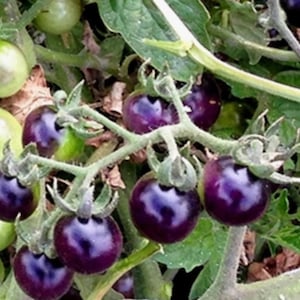 May include: Close-up of a cluster of ripe, dark purple tomatoes growing on a vine. The tomatoes have a glossy sheen and are surrounded by green leaves and stems. Some unripe green tomatoes are also visible.