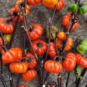 Pumpkin On A Stick Seeds ornamental pumpkin eggplant tree Heirloom USA NJ Grower see my store for largest selection