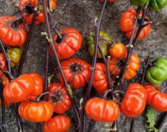 Pumpkin On A Stick Seeds ornamental pumpkin eggplant tree Heirloom USA NJ Grower see my store for largest selection