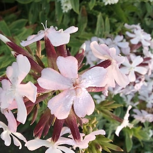 Soapwort Saponaria Vaccaria Beauty Mix  flower Seeds Heirloom USA NJ Seller check my store for largest selection