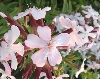 Soapwort Saponaria Vaccaria Beauty Mix  flower Seeds Heirloom USA NJ Seller check my store for largest selection
