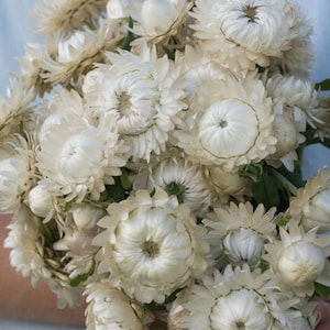 Strawflower Vintage White Flower Seeds USA Heirloom check my store for the largest selection