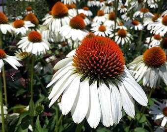 Echinacea White Swan  Coneflower flower Seeds  Heirloom USA NJ Grower see my store for largest selection Free Shipping