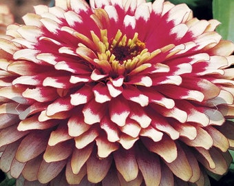 Zinnia Swizzle Mix Zinnia Flower Seeds Heirloom USA NJ Grower see my store for largest selection