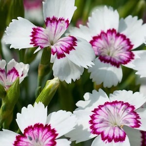 May include: Close-up of white flowers with pink and purple centers. The flowers have ruffled edges and are in focus. The background is blurred and green.