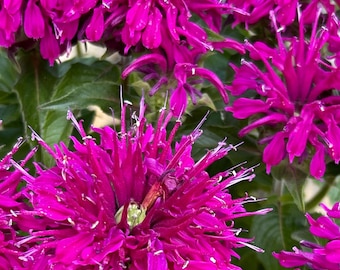 Bergamot Monarda Fistulosa Wild Beebalm Heirloom Herb Seeds Culinary Herb Non-GMO Heirloom NJ Grower Free Shipping
