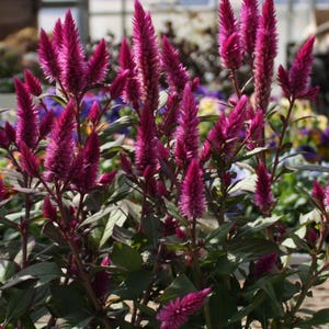 Celosia Asian Garden Pink Fushia Celosia Flower Seeds Heirloom NJ Seller Free Shipping