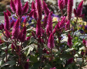 Celosia Asian Garden Pink Fushia Celosia Flower Seeds Heirloom NJ Seller Free Shipping