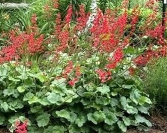 Coral Bells Bressingham Flower Seeds Heuchera Sanguinea Heirloom NJ Seller Free shipping