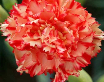Carnation Avranchin CHABAUD Dianthus Caryophyllus Seeds Heirloom NJ Grower Free Shipping