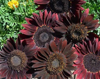 May include: Close-up of five dark red sunflowers with black centers. The sunflowers are in full bloom and have a velvety texture.