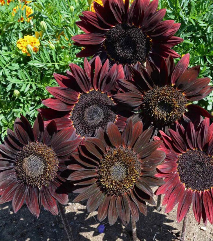Sunflower サイズ48 ウィンターコート　ours 深水　ローズ Sunflower Chocolate Cherry Sunflower Seeds USA Heirloom NJ Grower