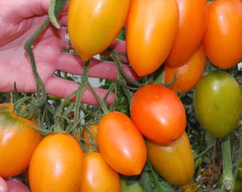 Orange Banana Tomato Seeds NJ USA Grower Heirloom Organic check my store for the largest selection.
