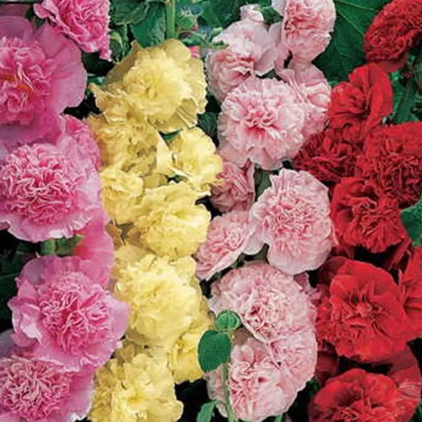 Hollyhock Summer Carnival 25 seeds Heirloom USA NJ Grower see my store for largest selection