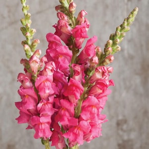 Snapdragon Cherry Rose Antirrhinum seeds Heirloom USA NJ Grower see my store for largest selection